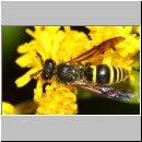 Ancistrocerus nigricornis - Faltenwespe m002c 9mm - Sandgrube Niedringhaussee-det.jpg